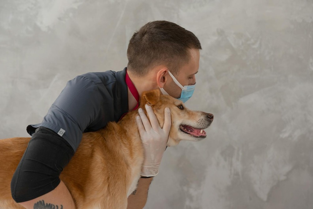 Veterinary team examining a dog