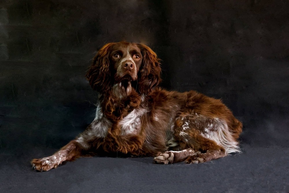 Boykin Spaniel close-up of face and coat