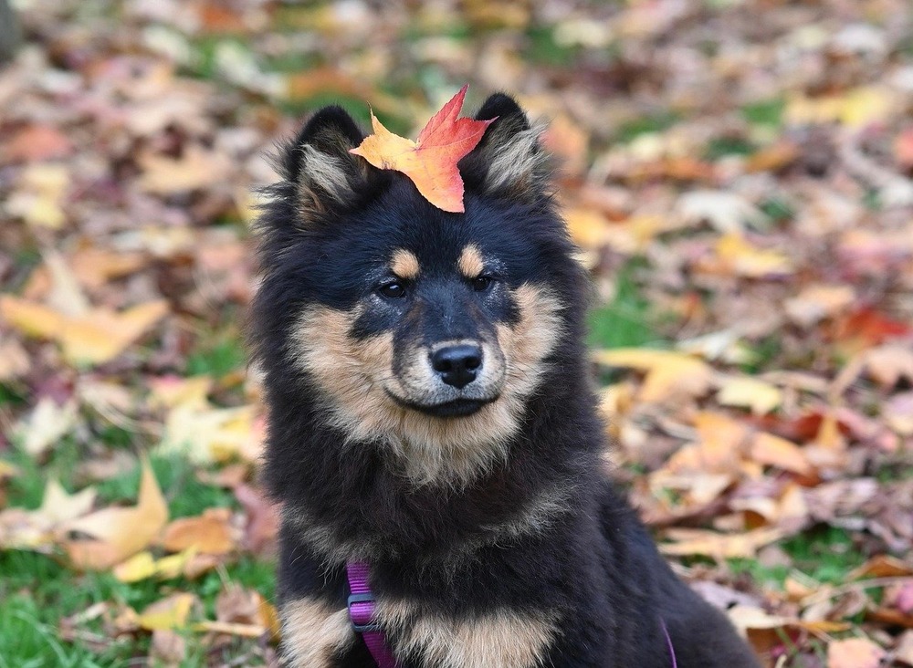 Eurasier standing with thick double coat