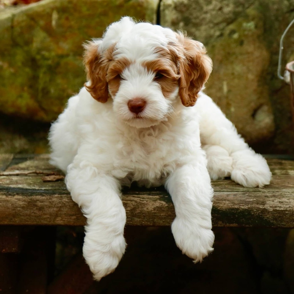 Labradoodle standing in grass