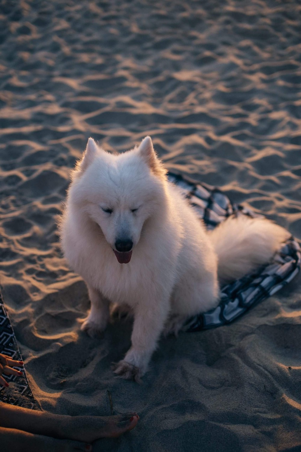 Hokkaido dog sitting calmly during a walk