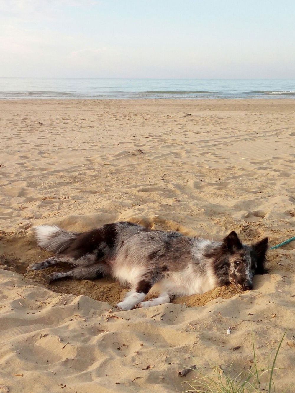 Herding dog watching attentively