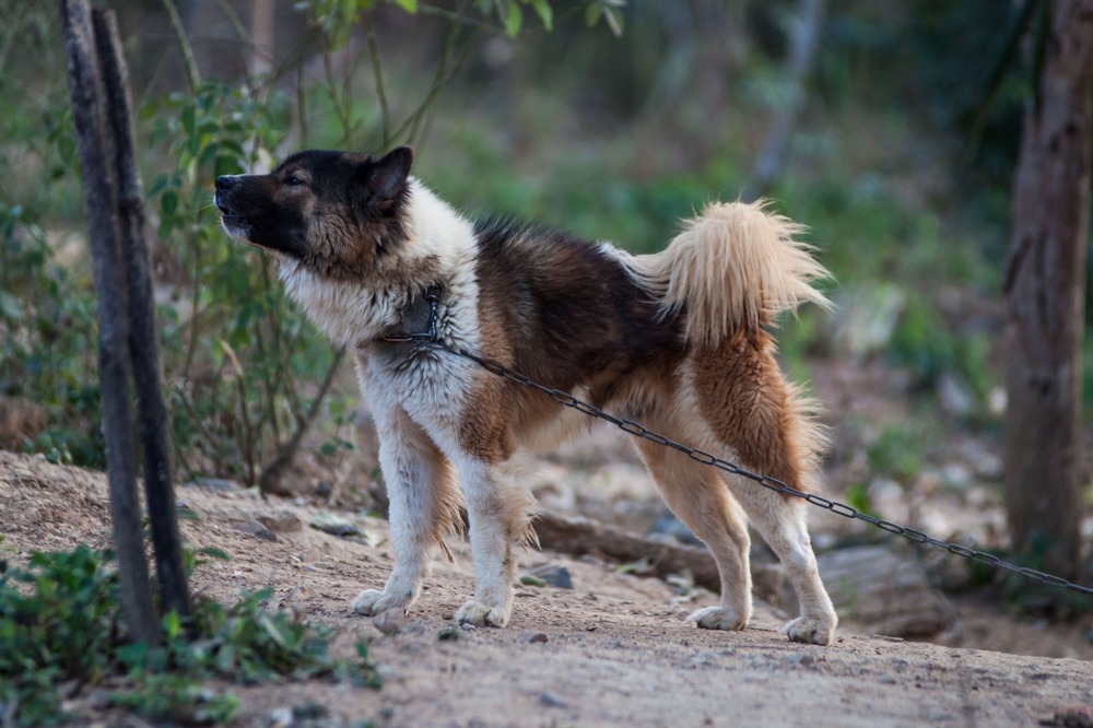 Thai Bangkaew Dog sitting outdoors