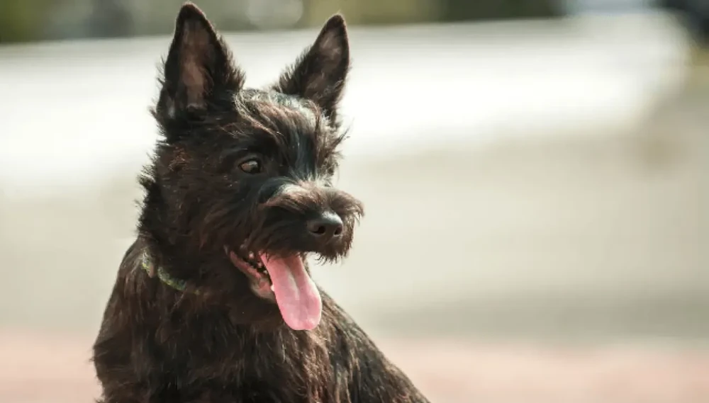 Close-up of a Cairn Terrier's wiry coat