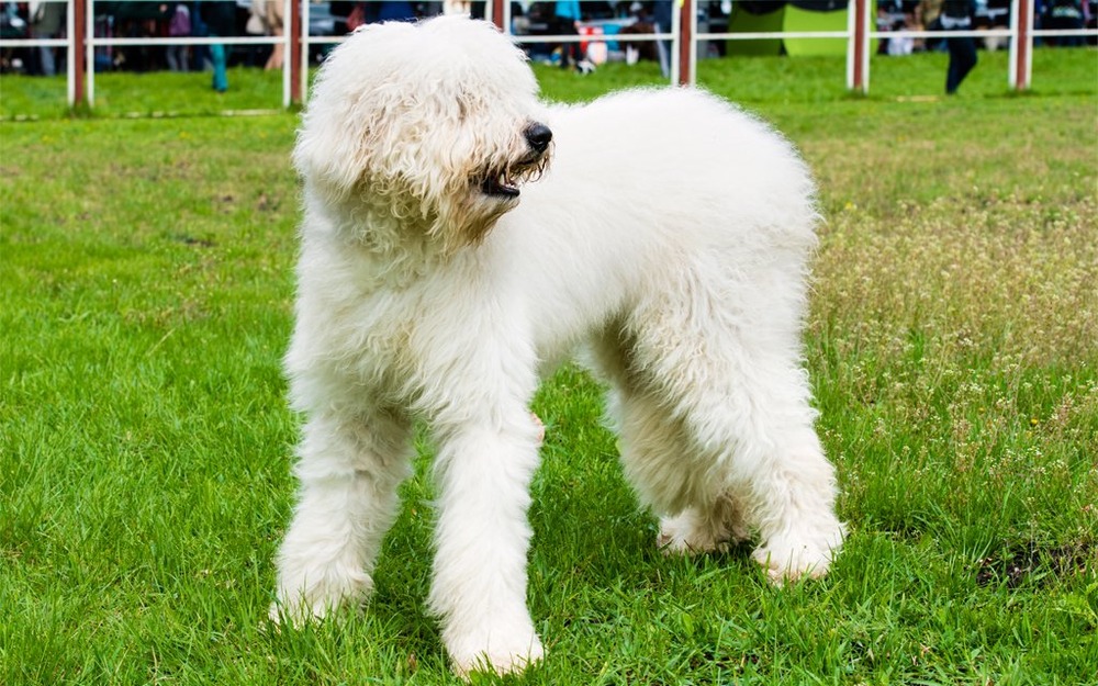 Close view of a South Russian Ovcharka head and coat