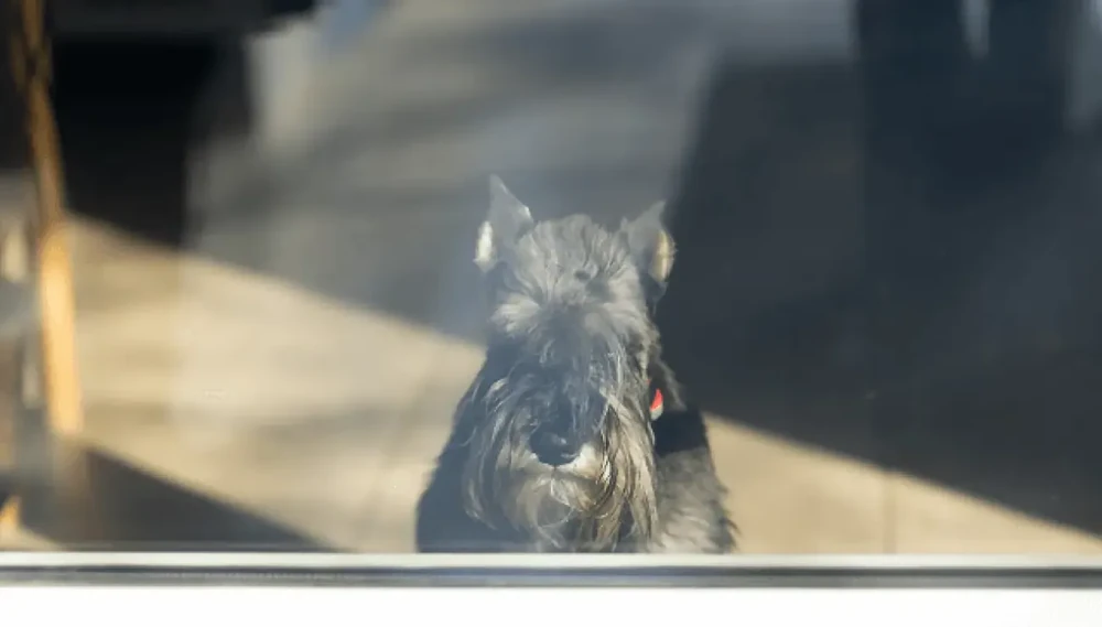 Standard Schnauzer beard and eyebrows close-up
