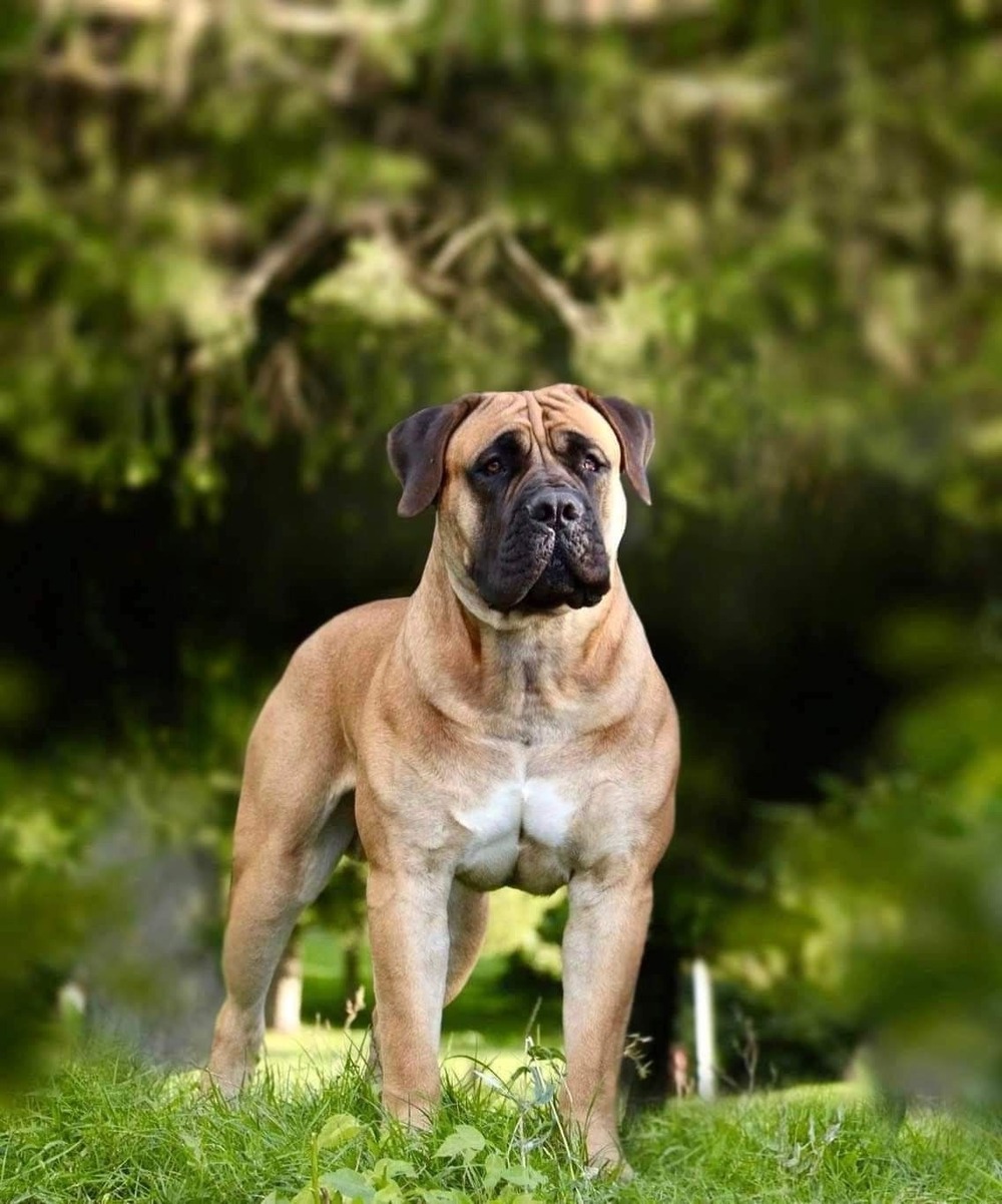 Boerboel sitting in a yard