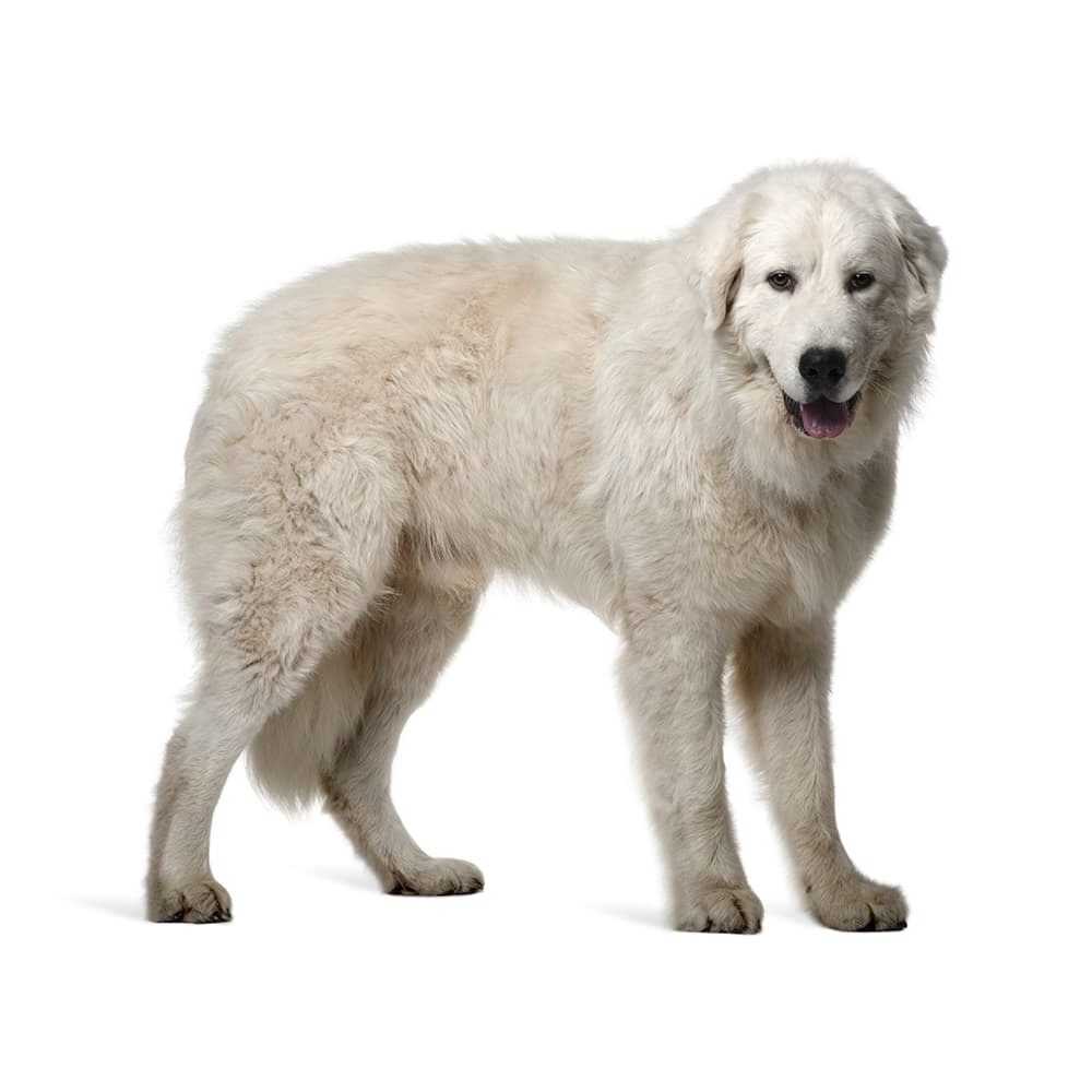 Maremma Sheepdog in a rural setting