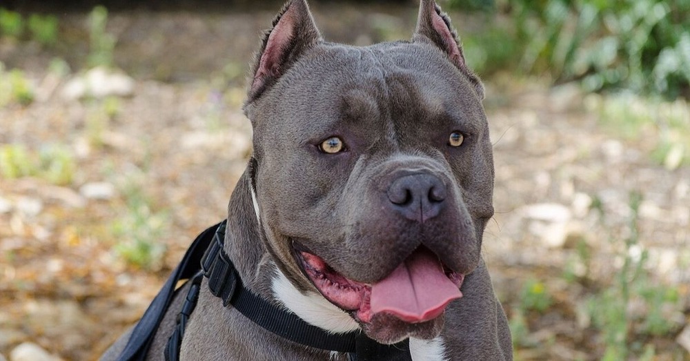 Close view of an American Bully head and shoulders