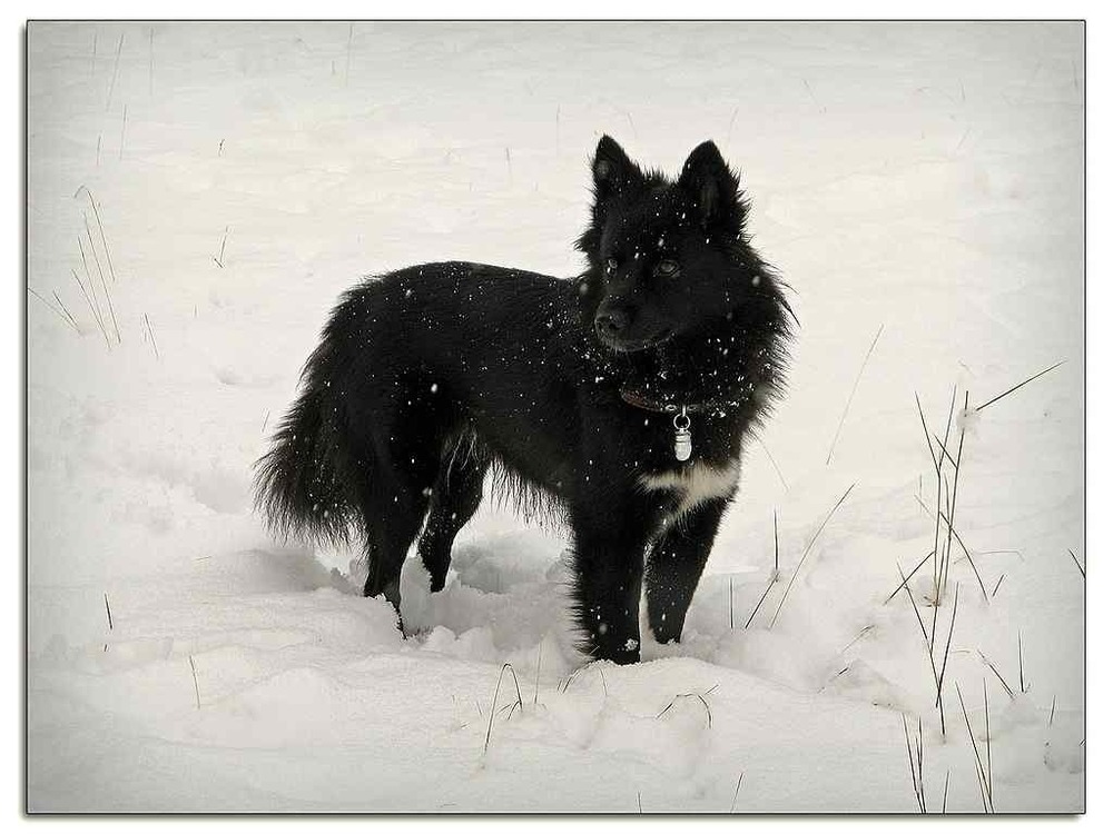 Nenets herding laika sitting in snow