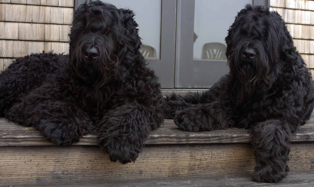 Black Russian Terrier coat and beard detail