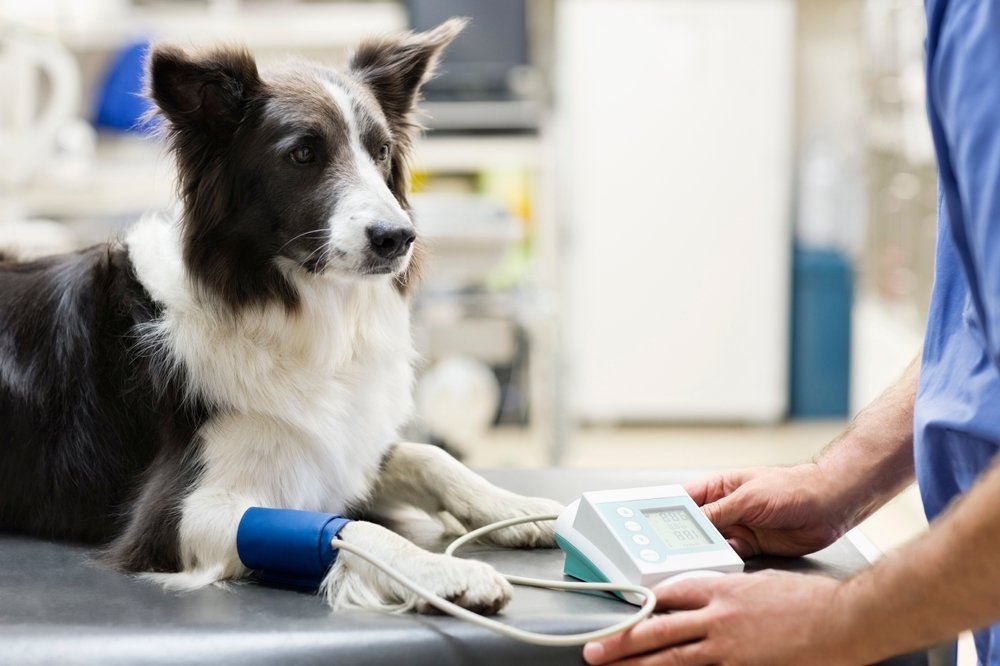 Tick on a dog's coat being inspected