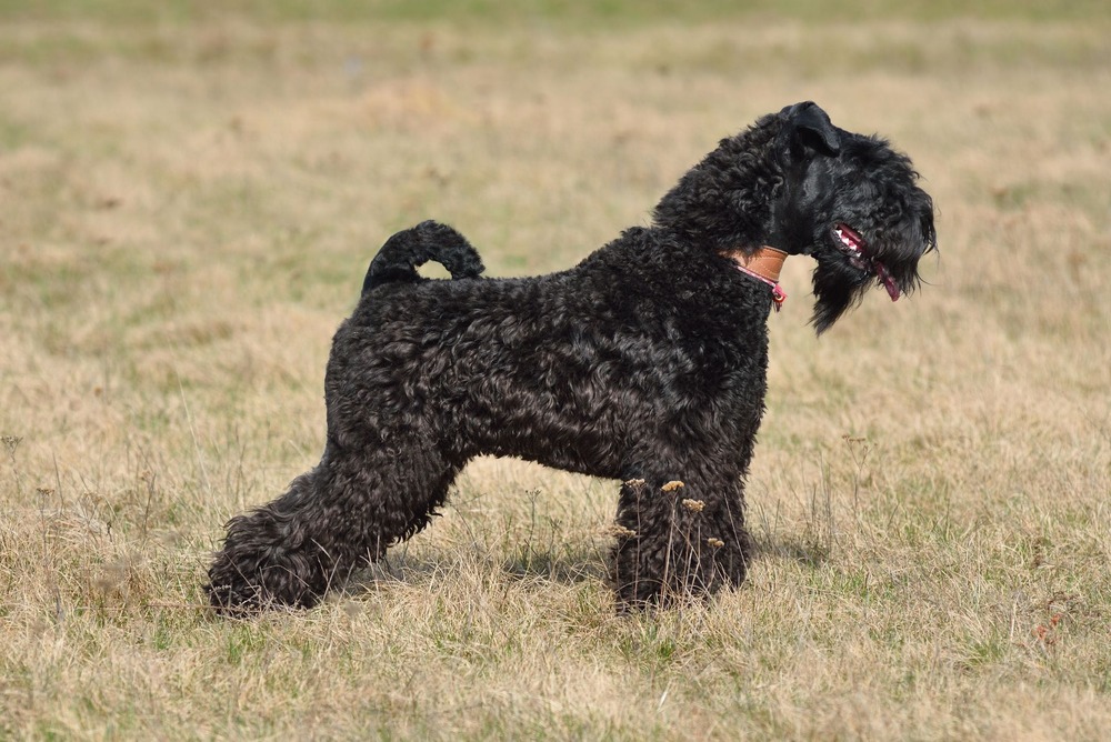 Kerry Blue Terrier standing side on
