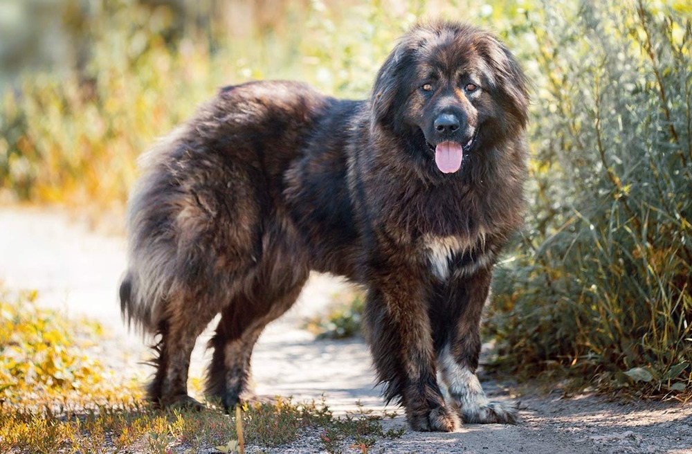 Bearded black Schnauzer type dog in profile