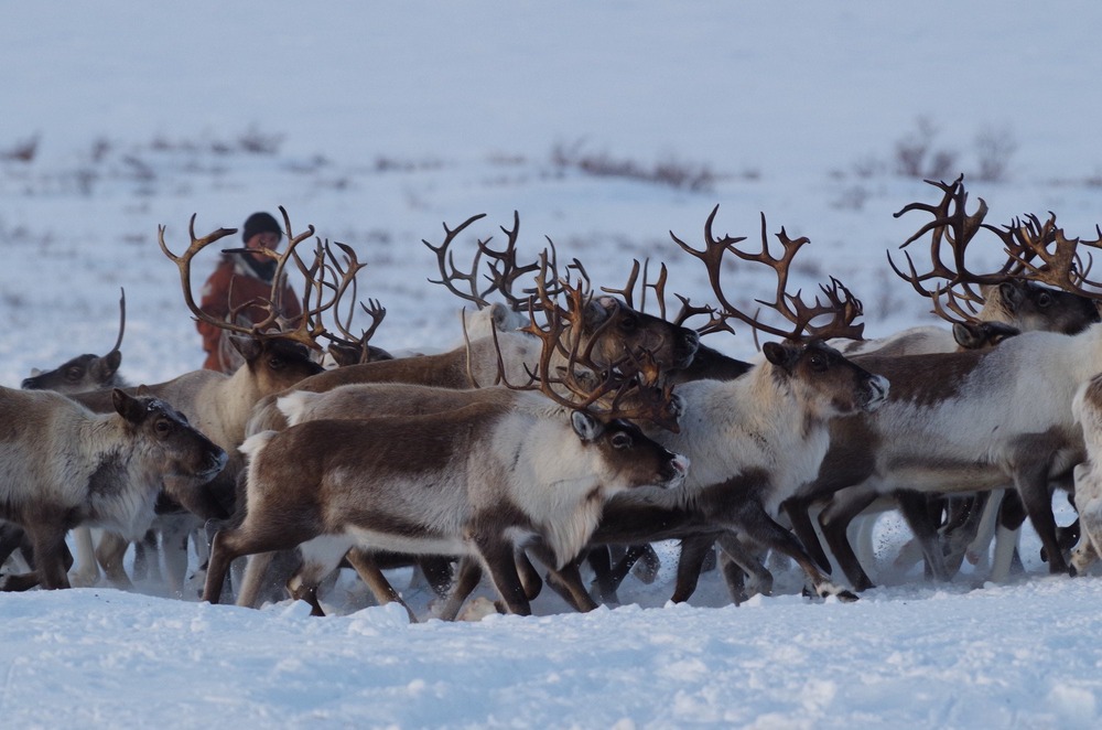 Chukotka sled dog standing in snow