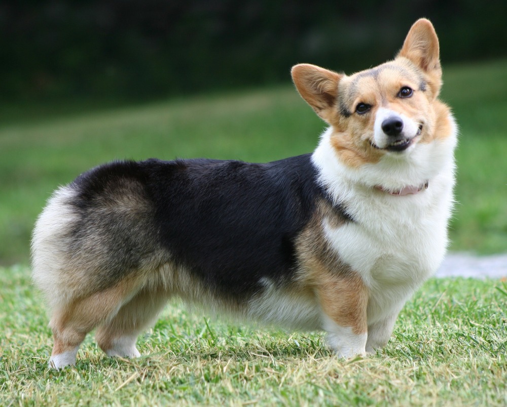 Cardigan Welsh Corgi standing side on