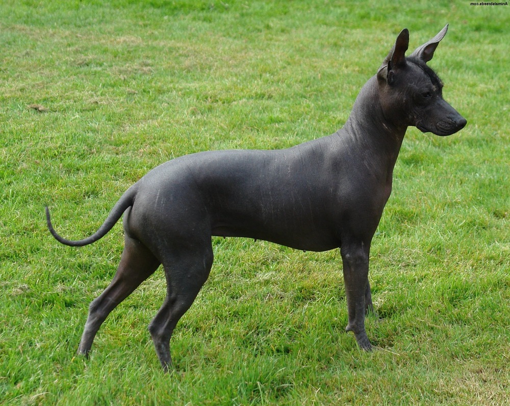 Hairless Xoloitzcuintli sitting in sunlight