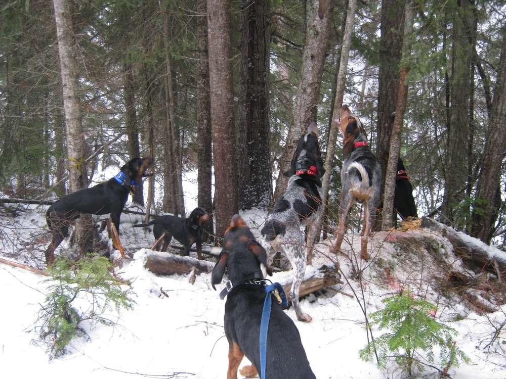 A hound sitting calmly outdoors