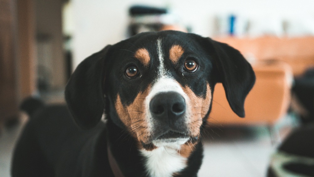 Mucuchies dog standing in grass