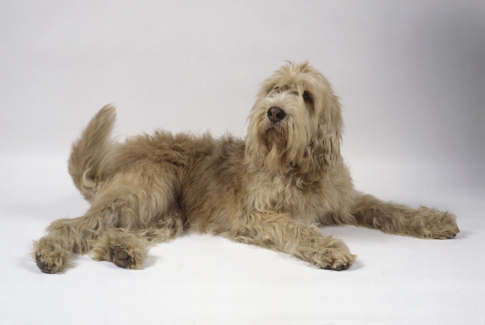 Otterhound walking on lead outdoors