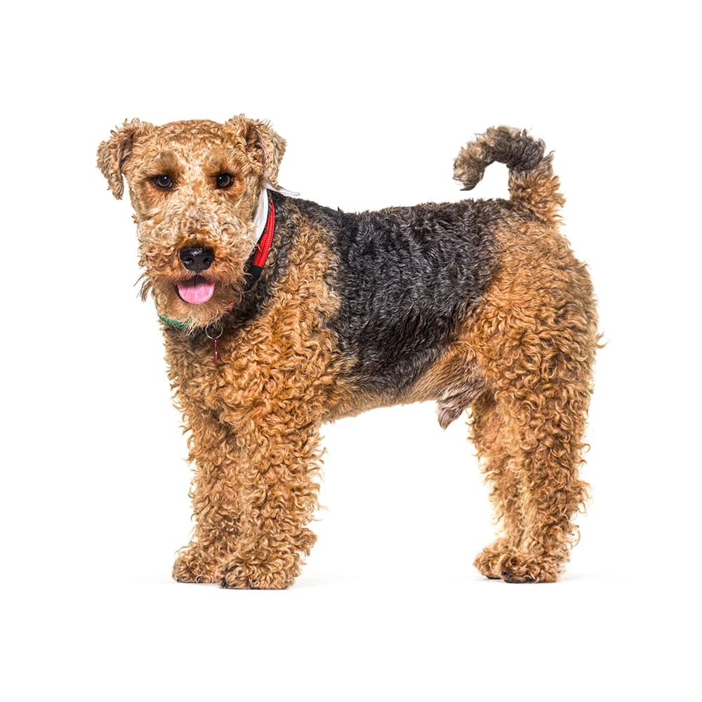 Welsh Terrier head and shoulders