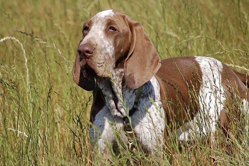 Bracco Italiano standing outdoors