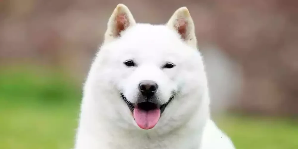 Hokkaido dog watching attentively with ears upright