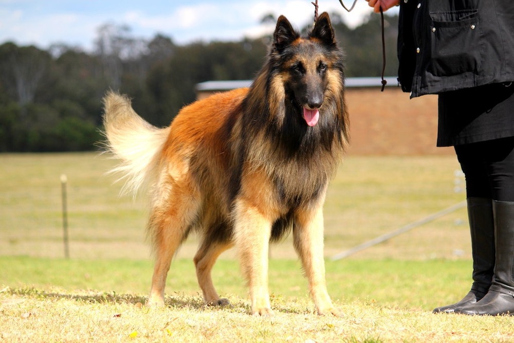 Belgian Shepherds sitting alert outdoors