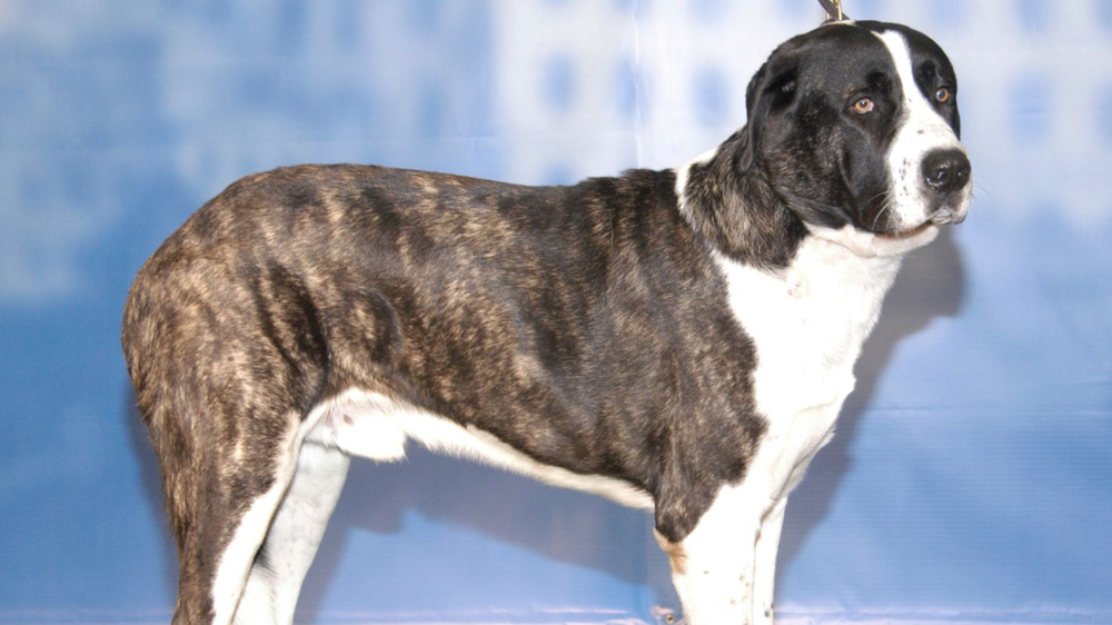 Rafeiro do Alentejo in a rural setting