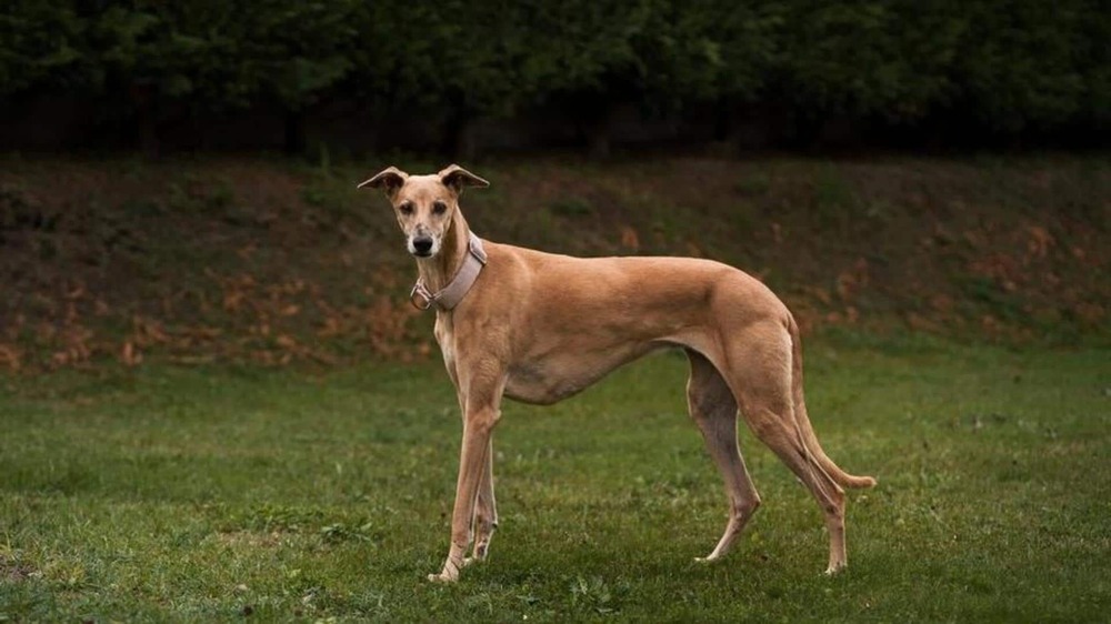 Mudhol Hound sitting calmly outdoors