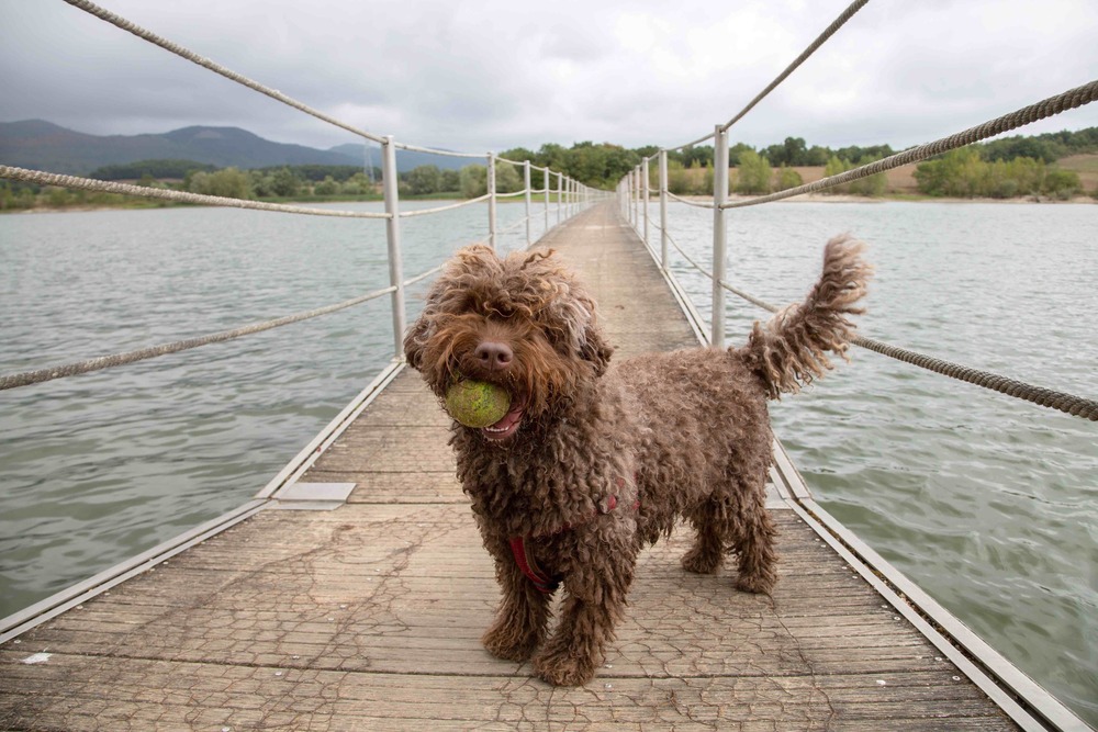 Spanish Water Dog sitting attentively with curly coat