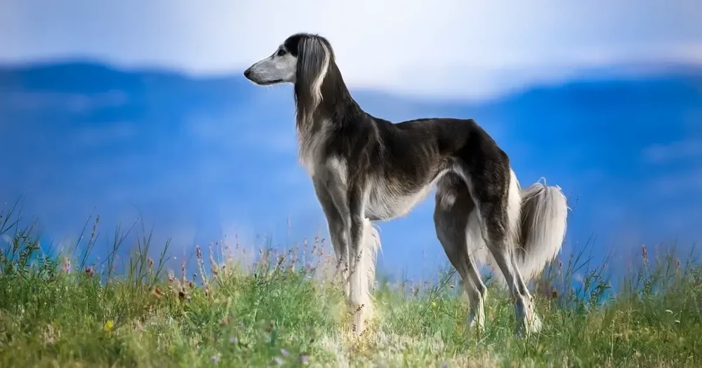 Saluki lying down in a relaxed pose