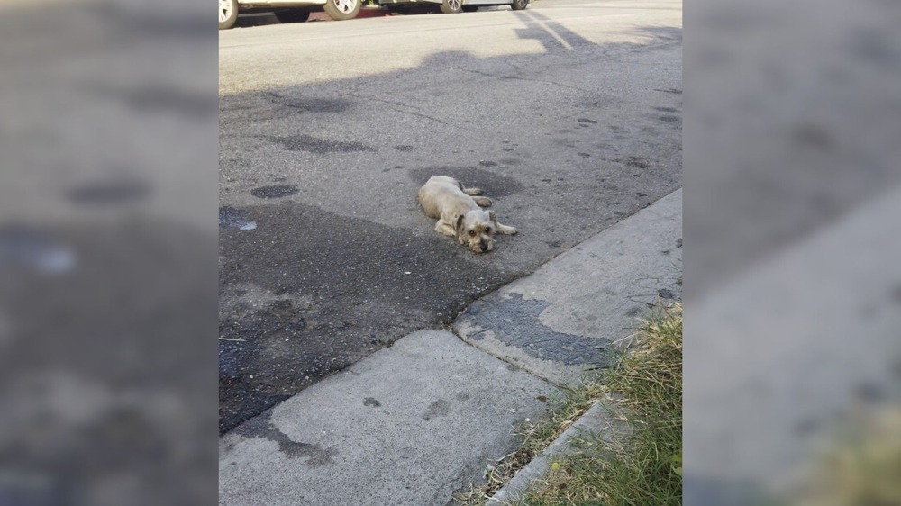Dog walking on lead near a quiet street