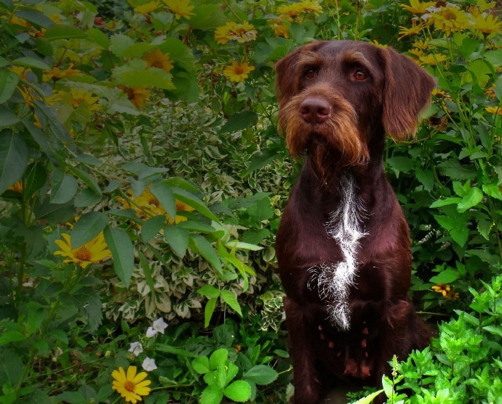 Cesky Fousek standing outdoors