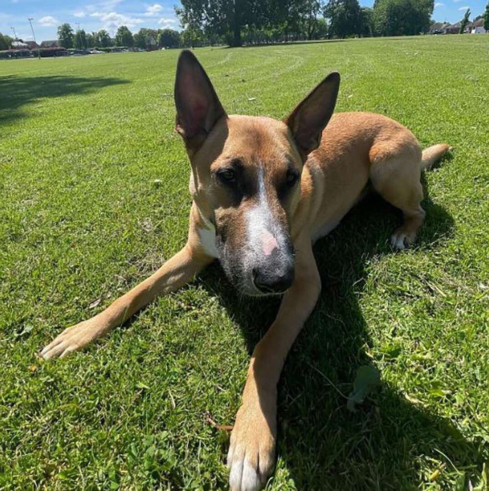 Bull Terrier close up of head and face