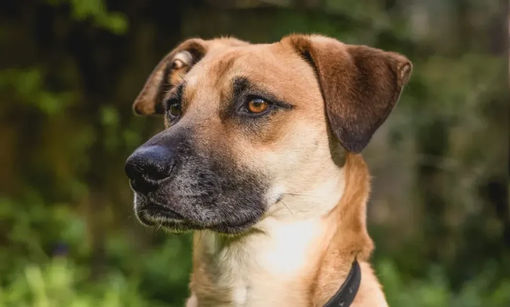 Black Mouth Cur in a rural setting