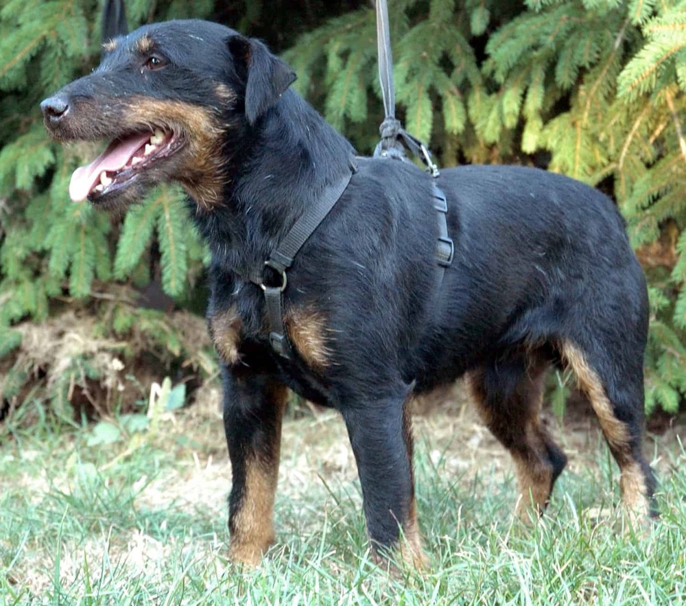 Jagdterrier standing outdoors