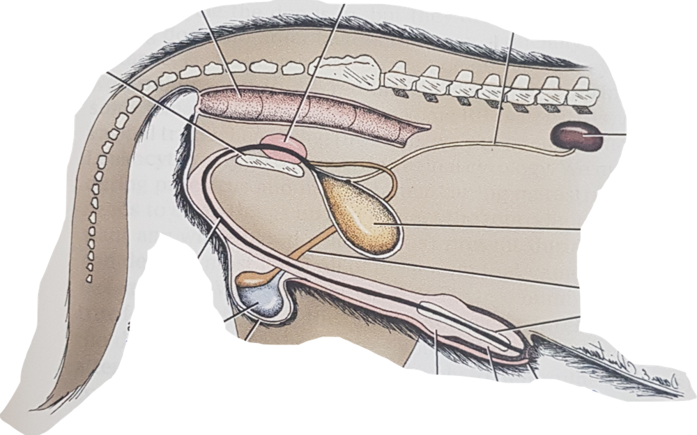 Male dog being handled gently
