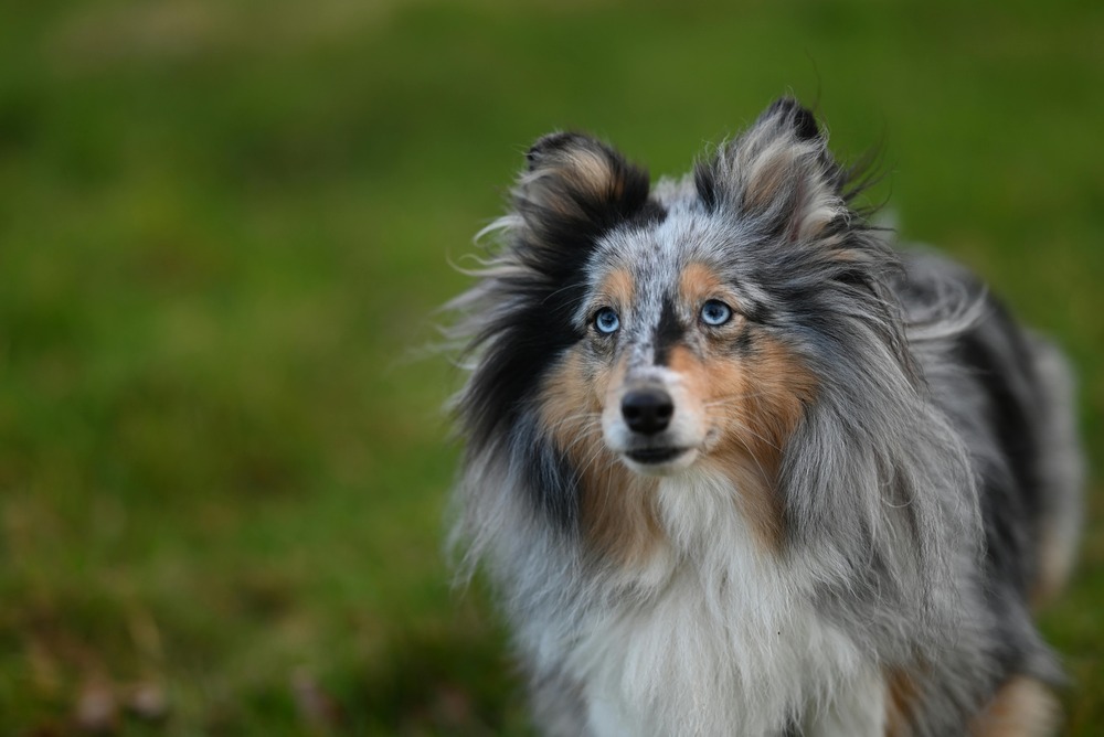 Welsh Sheepdog moving across grass