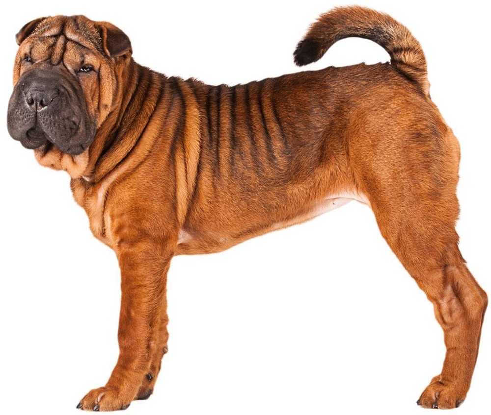 Chinese Shar-Pei head and shoulders