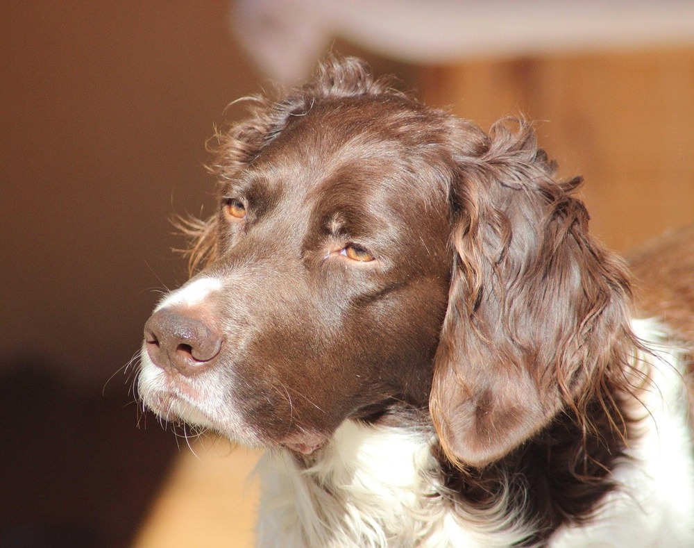 Large Munsterlander with black and white coat