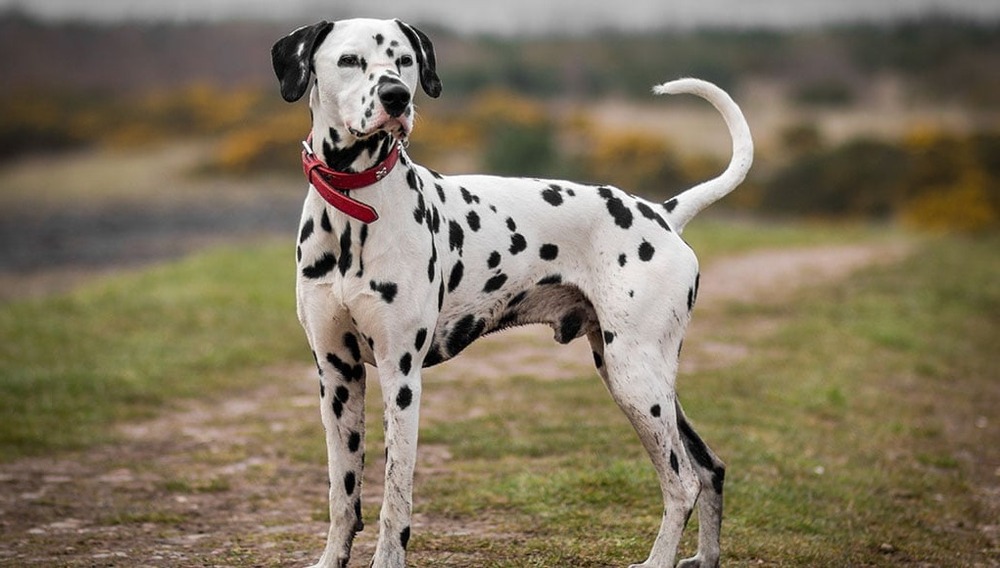 Dalmatian looking alert