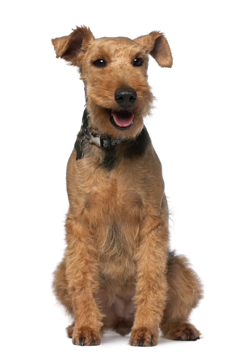 Welsh Terrier running on grass