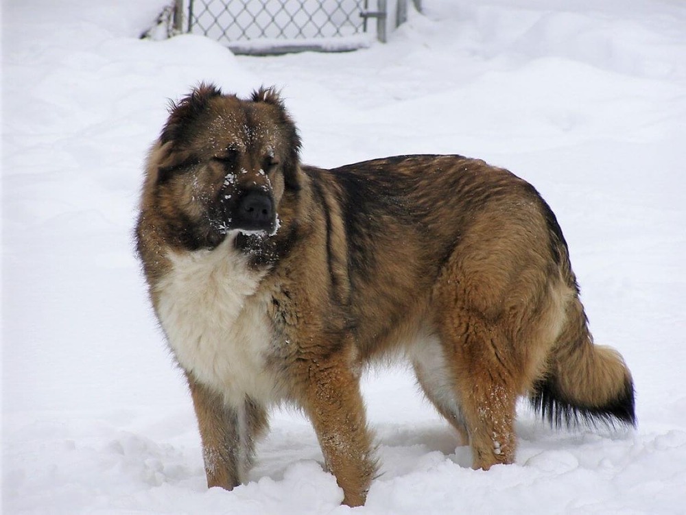 Caucasian Shepherd dog walking on lead outdoors