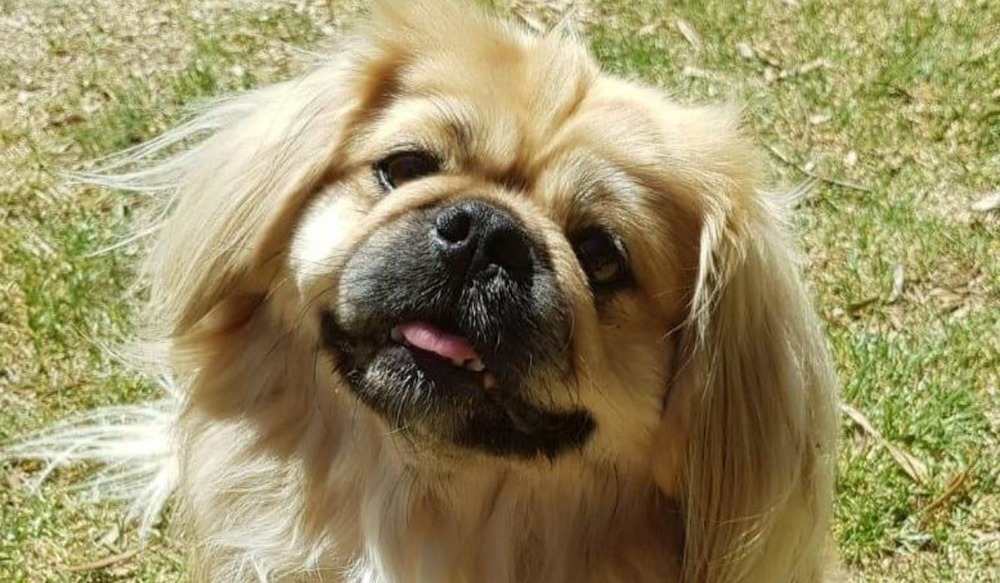 Pekingese being gently brushed