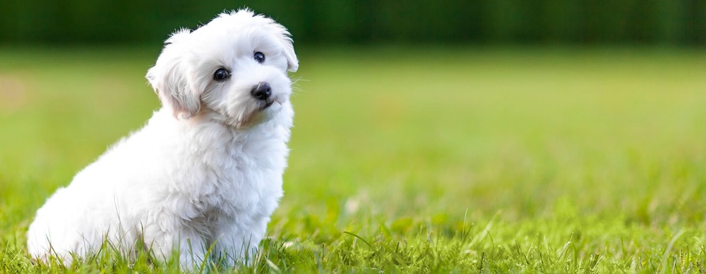 Toy dog being carried outdoors