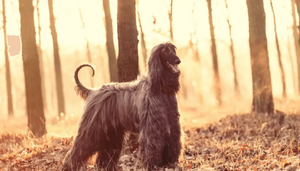 Afghan Hound coat detail showing silky texture
