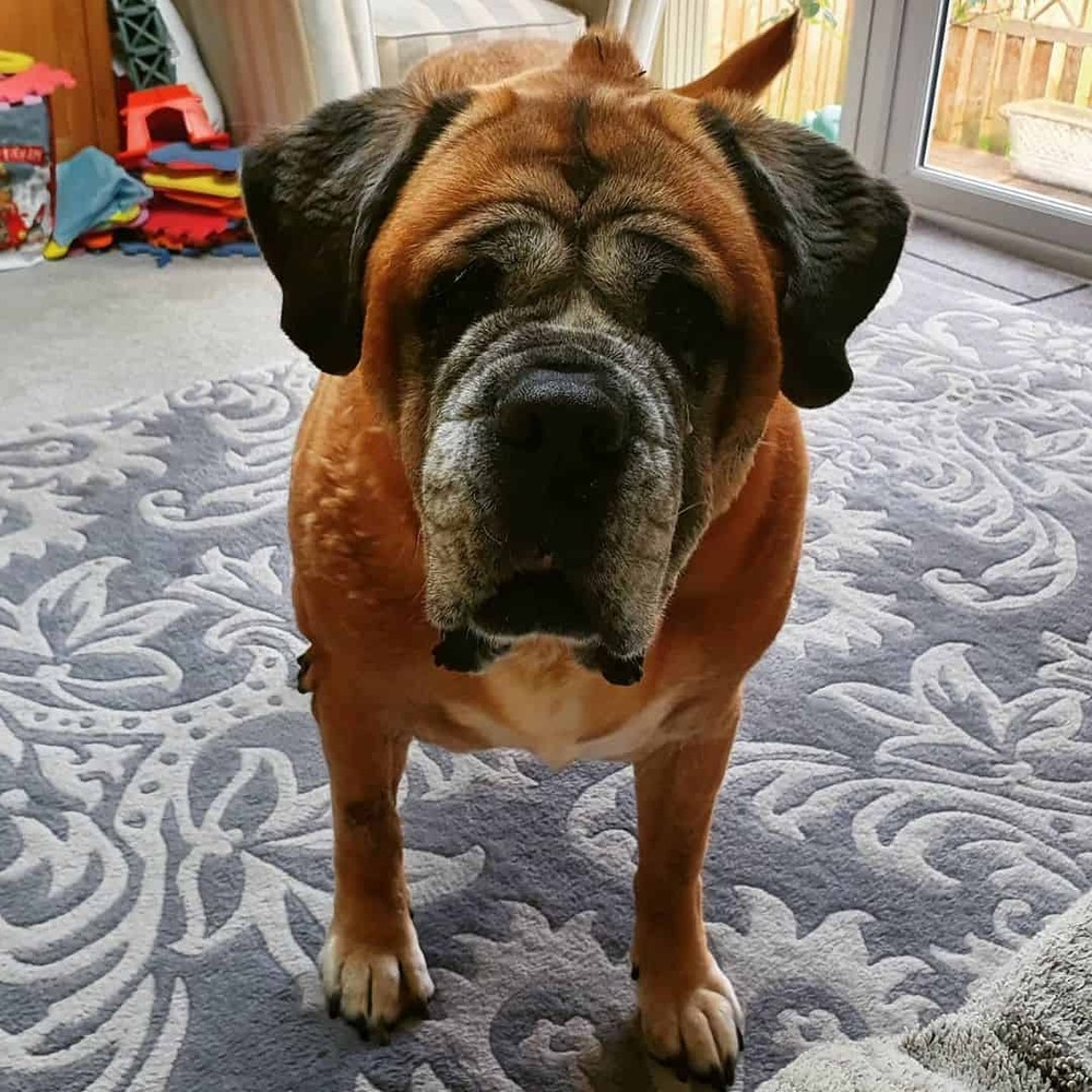 Bullmastiff on lead during training outdoors
