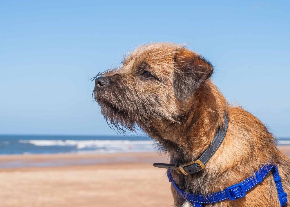 Border Terrier looking attentive