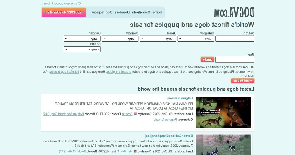 Large black Romanian Raven Shepherd Dog standing outdoors